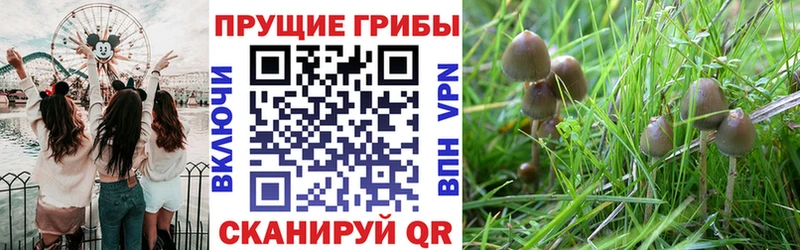 хочу Фатеж кракен ONION Галлюциногенные грибы ЛСД